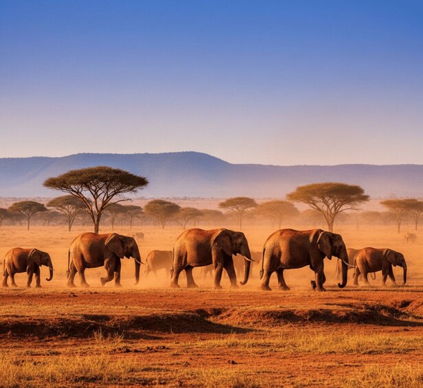 5-Days Tsavo East & West Safari and Mombasa Tour 1