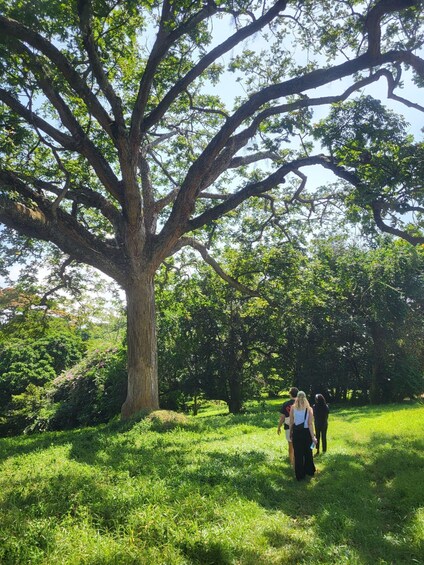 A large tree with a group of people walking in a grassy area. 3