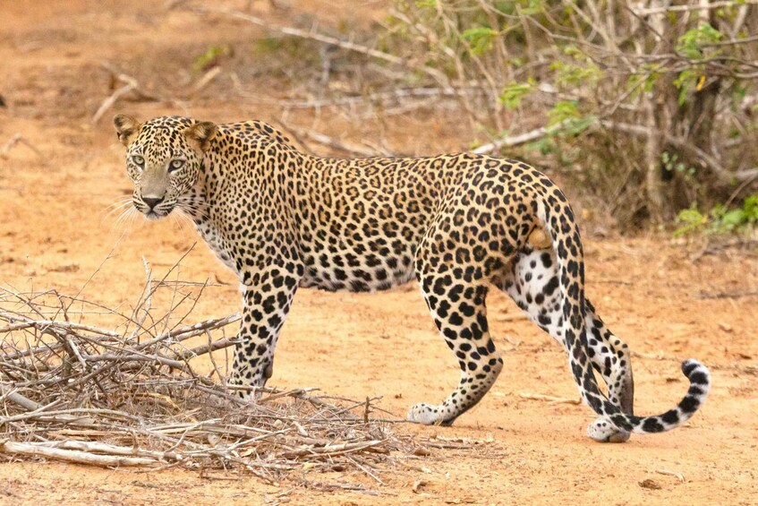 A leopard walking on a dirt path with sparse vegetation in the background. 3