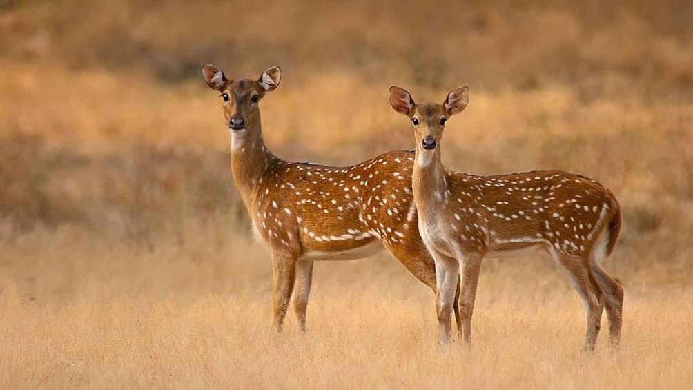 Two spotted deer standing in a dry grassland. 5