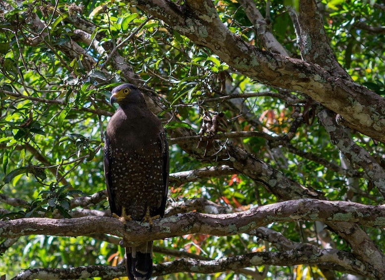 A bird perched on a tree branch. 4