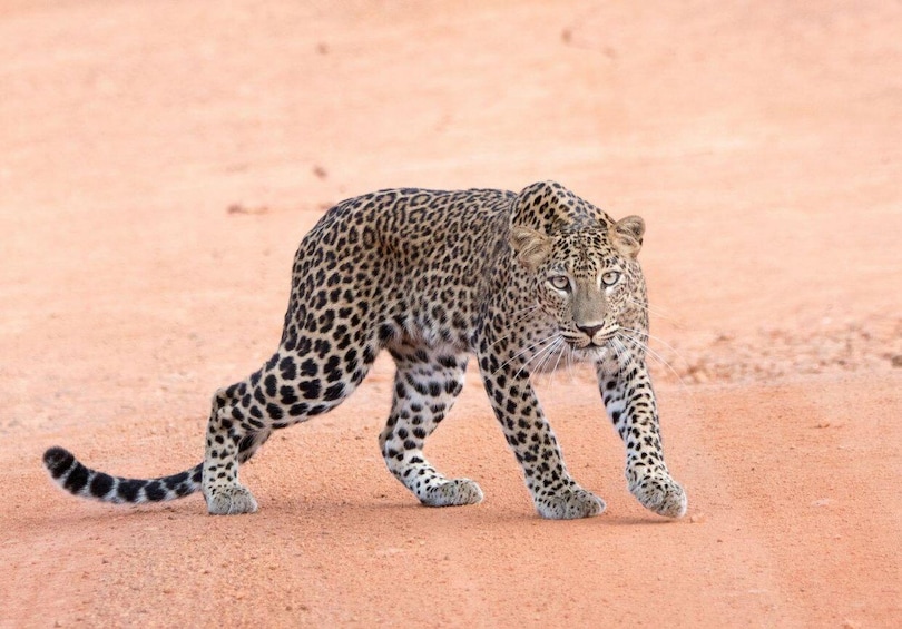 A leopard walking on a sandy terrain. 2