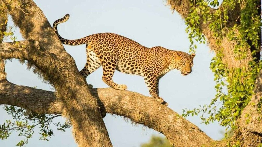 A leopard walking on a tree branch in a natural setting. 1