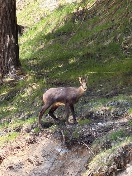Ehrwald: Hiking Tour into breath taking Nature 1
