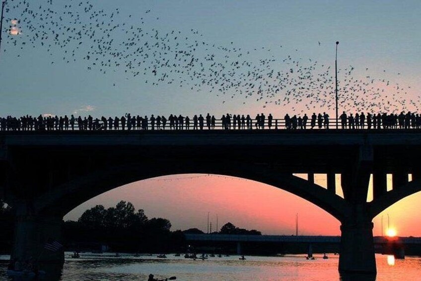 Guided Sunset Bat Kayak Tour in Austin 1