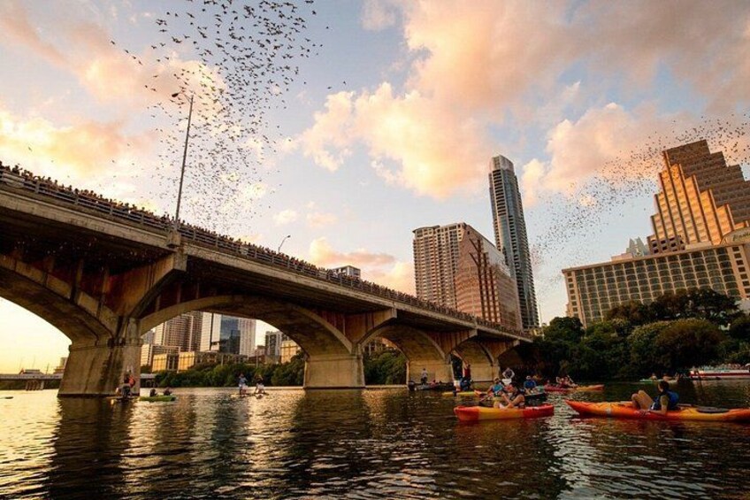Guided Sunset Bat Kayak Tour in Austin 4