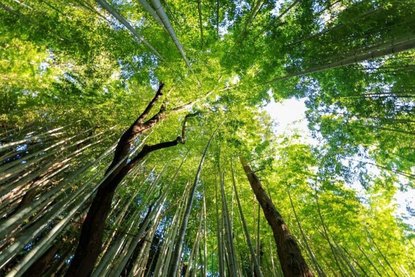 A forest with tall trees and dense green foliage. 5