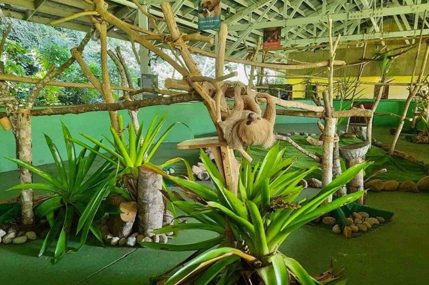 A zoo enclosure with a wooden structure, green plants, and a tree branch. 5
