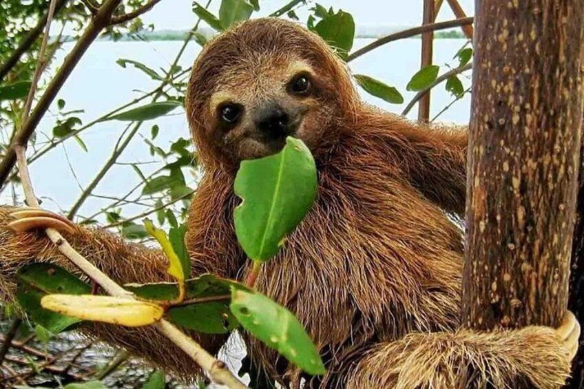A sloth hanging from a tree branch. 1