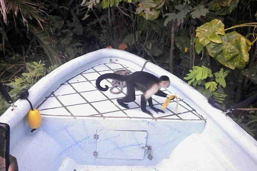 Ein Affe auf einem Boot mit einem Gittermuster auf dem Deck. 3
