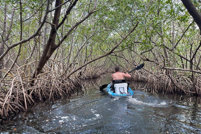 A person kayaking through a mangrove forest. 5