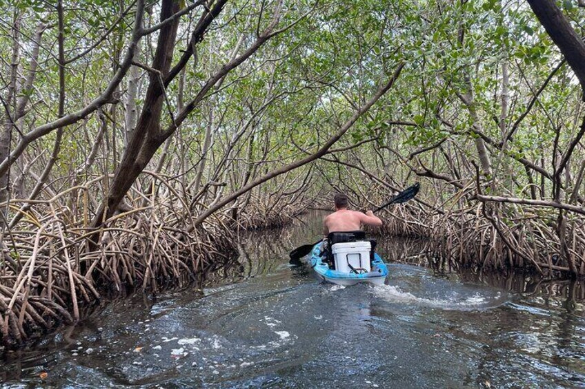 Kayak Adventure at Shell Key Preserve in Tierra Verde