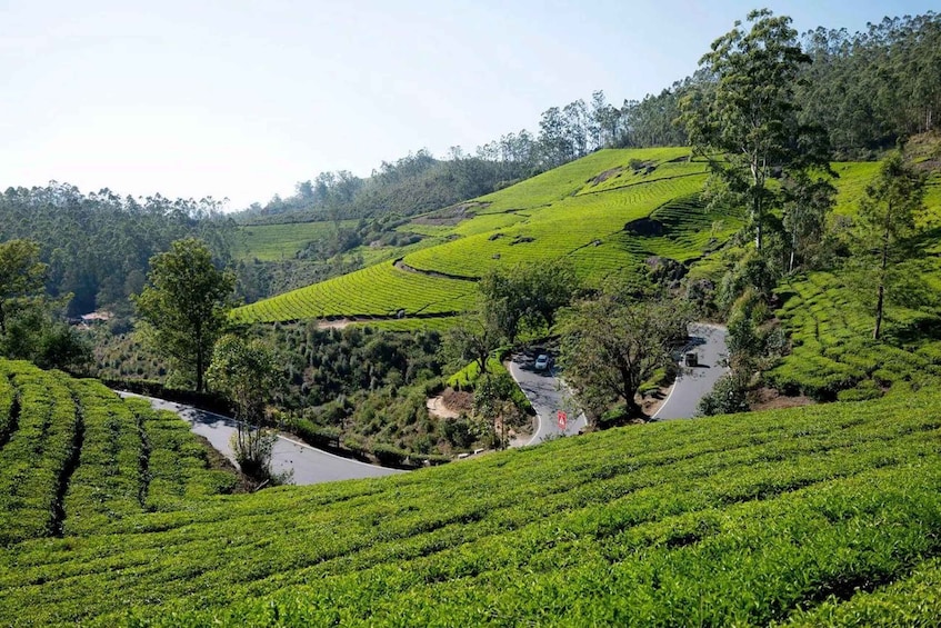 A lush tea plantation with terraced fields and a winding road. 5