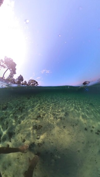 A clear underwater view of a sandy seabed with sparse aquatic plants and a distant tree line on the shore. 4