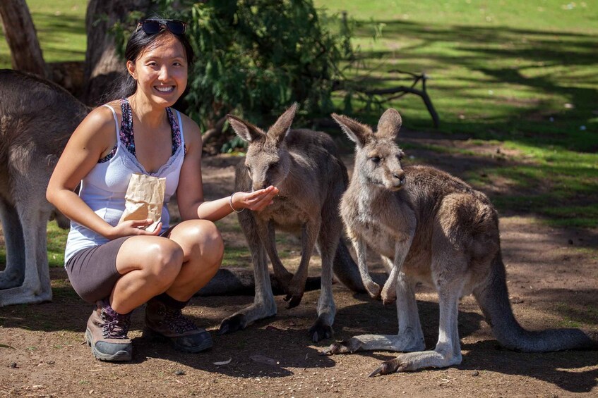 A person crouching next to kangaroos in a grassy outdoor area. 2