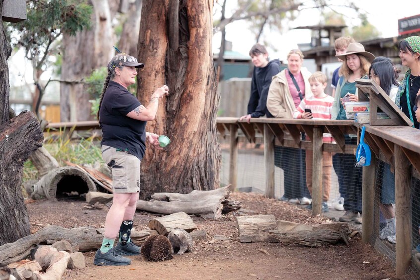 A person feeding a hedgehog in a zoo enclosure. 3