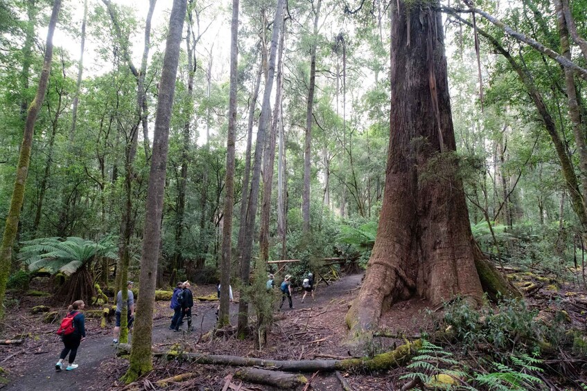 A forest with hikers walking on a trail. 2