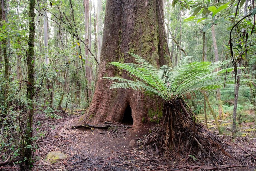 A large tree with a fern growing at its base in a dense forest. 5