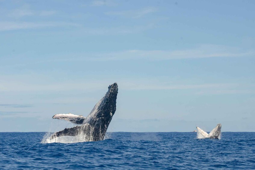 Mauritius: Private Whale Watching Tour with Pickup 2