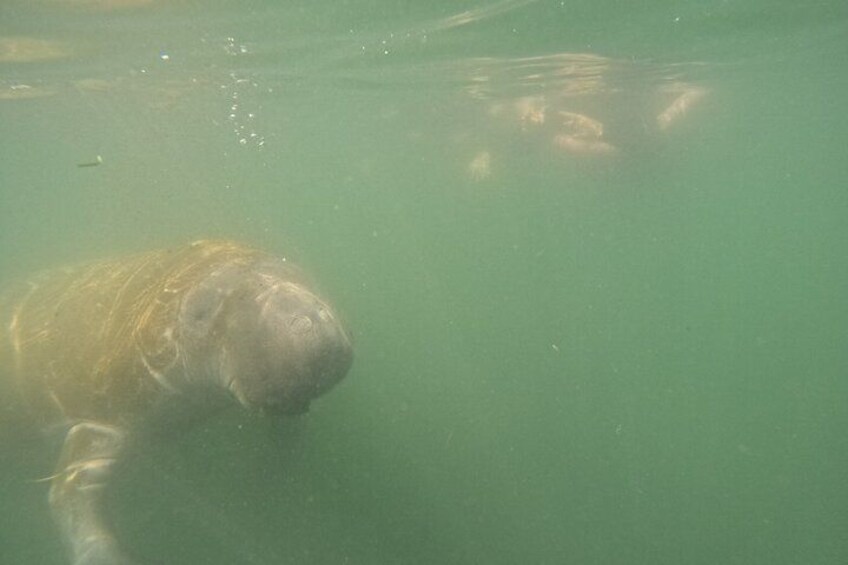 3 Hour Small Group All Inclusive Manatee Swim with free Photo pkg 2