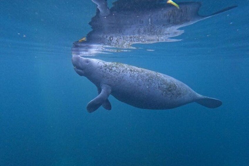 A manatee swimming underwater. 3