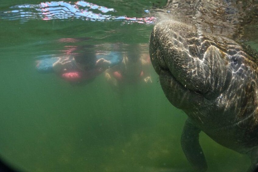 3 Hour Small Group All Inclusive Manatee Swim with free Photo pkg 2