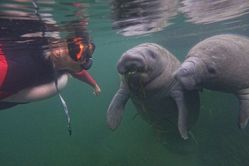 Una persona practica snorkel con dos manatíes bajo el agua. 4