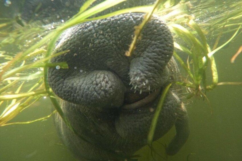 Una tortuga sumergida en el agua, rodeada de plantas acuáticas verdes. 2