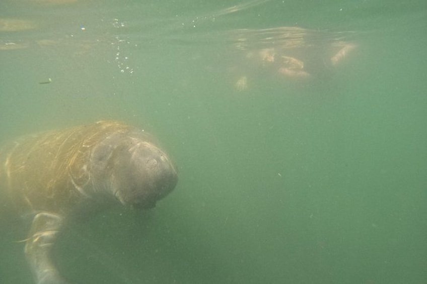 3 Hour Small Group All Inclusive Manatee Swim with free Photo pkg 2