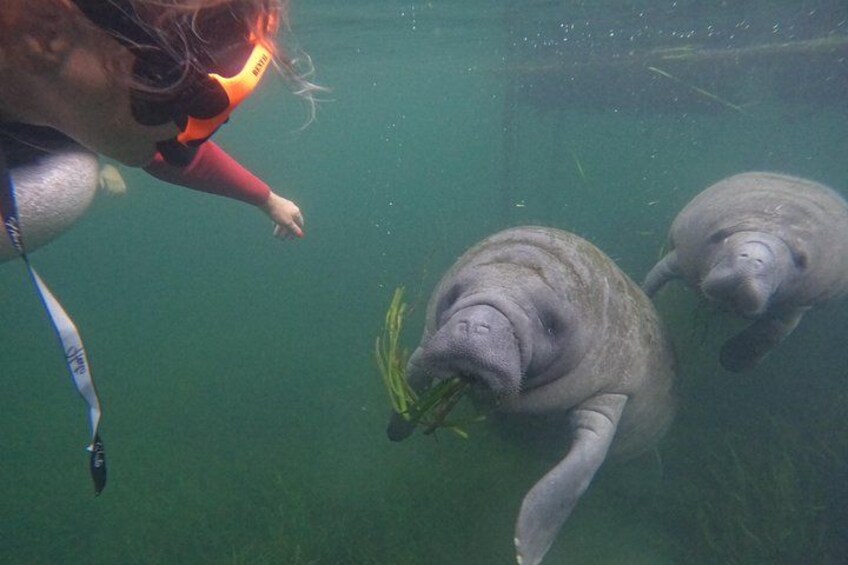 Una persona practica snorkel junto a manatíes en aguas cristalinas. 5