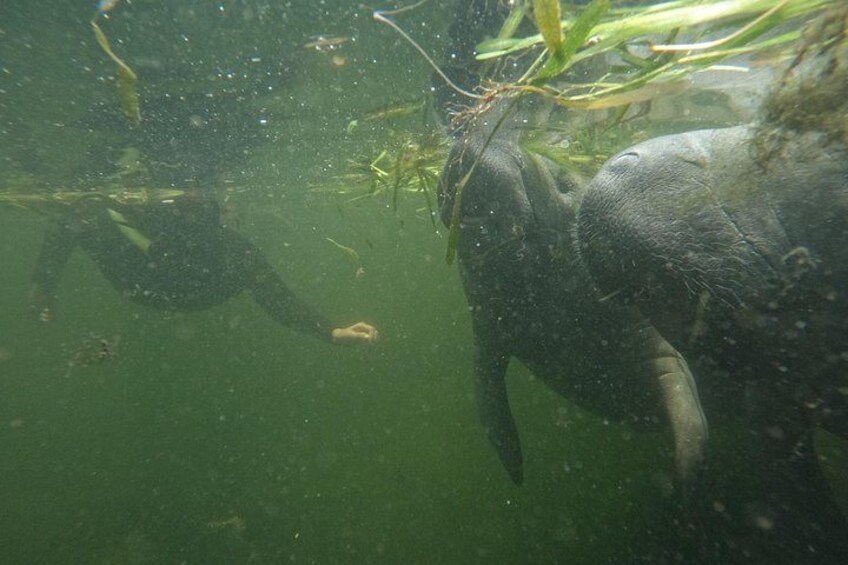 An underwater scene with a person and an elephant. 3
