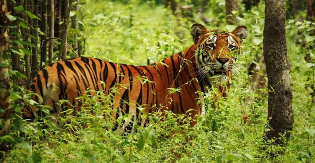 Picture 4 for Activity Chitwan: 1-Night Jungle Safari with Transfers from Kathmandu 4