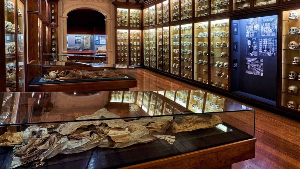 A museum with glass display cases containing skulls and bones, and a central display with a large skull and bones. 2
