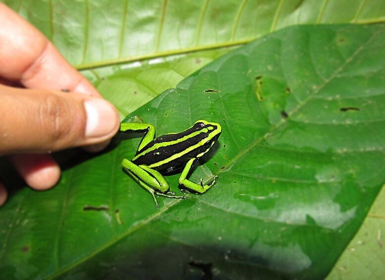 Picture 3 for Activity Tarapoto: Carpishuyacu & San Jose Thermal Baths 2