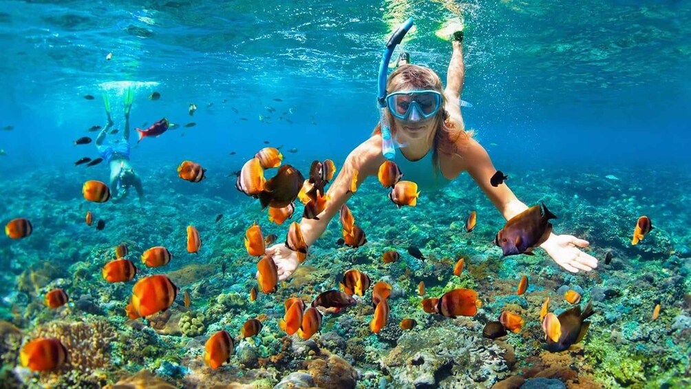 A person snorkeling underwater surrounded by colorful fish. 1