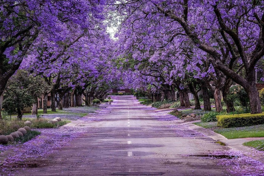 A tree-lined street with purple blossoms. 3
