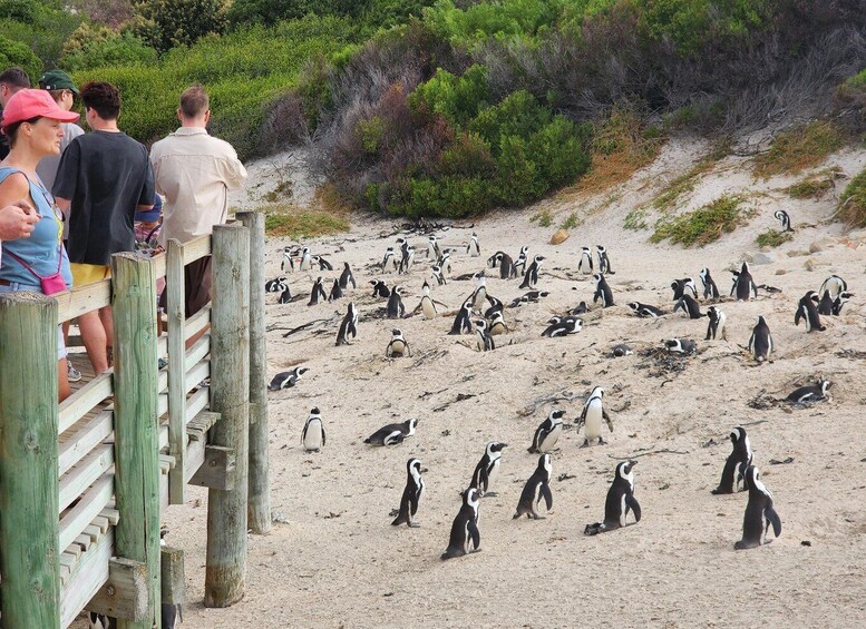 Un groupe de manchots sur une plage de sable, avec une plateforme d’observation en bois. 1