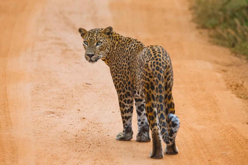 A leopard standing on a dirt road. 1
