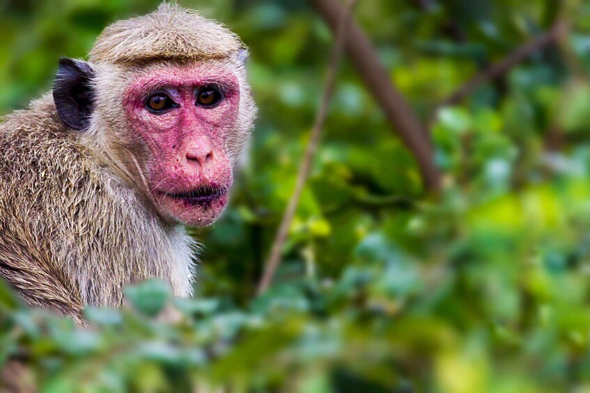A monkey with reddish skin and dark eyes, surrounded by green foliage. 3