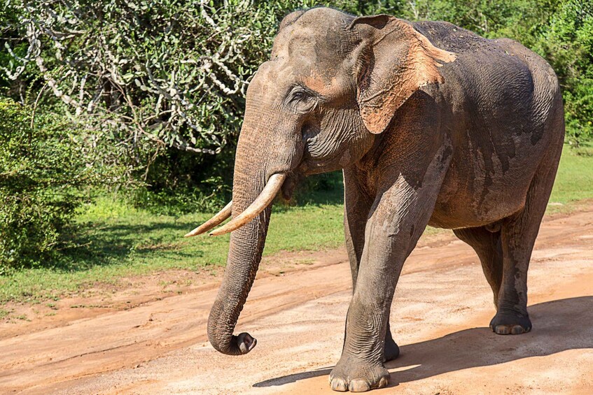 An elephant walking on a dirt road with greenery in the background. 2