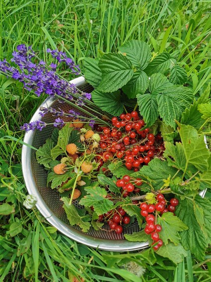A metal colander filled with red currants, gooseberries, and purple flowers on a grassy field. 5
