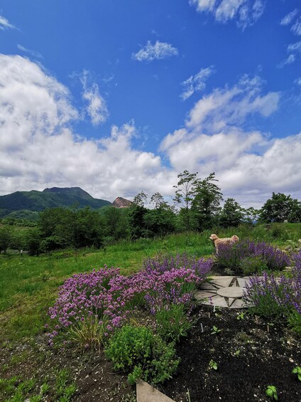 A dog in a field with purple flowers and a mountain in the background. 2
