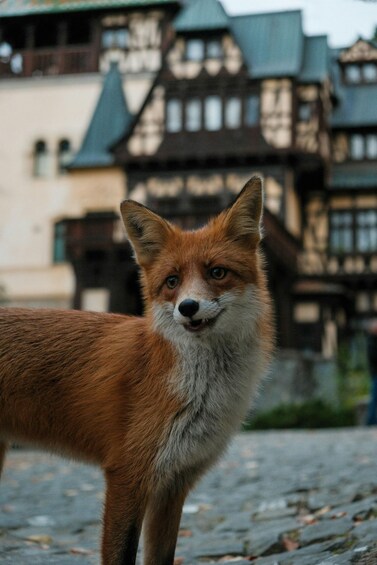 A fox standing on a cobblestone path with traditional European buildings in the background. 5