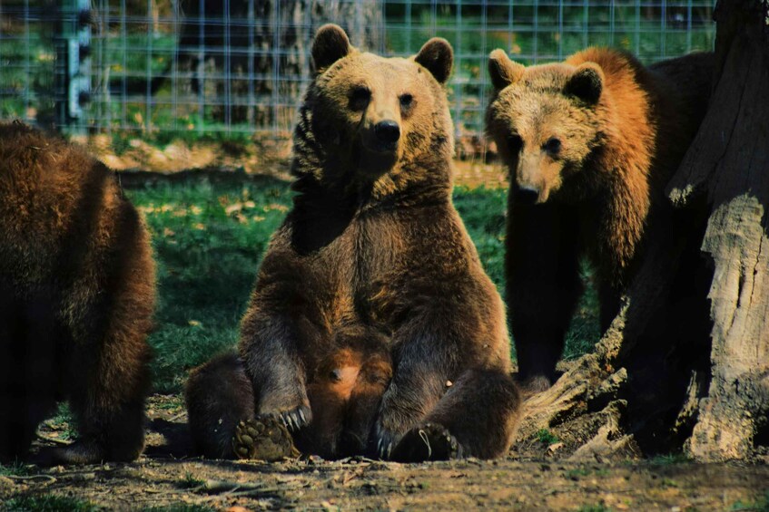 A brown bear sitting and standing in a fenced enclosure. 3