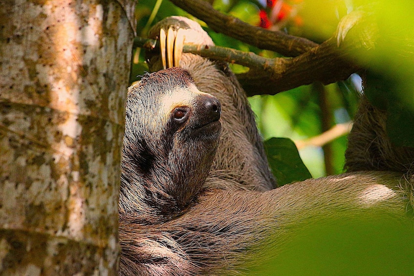 A sloth clinging to a tree branch. 3