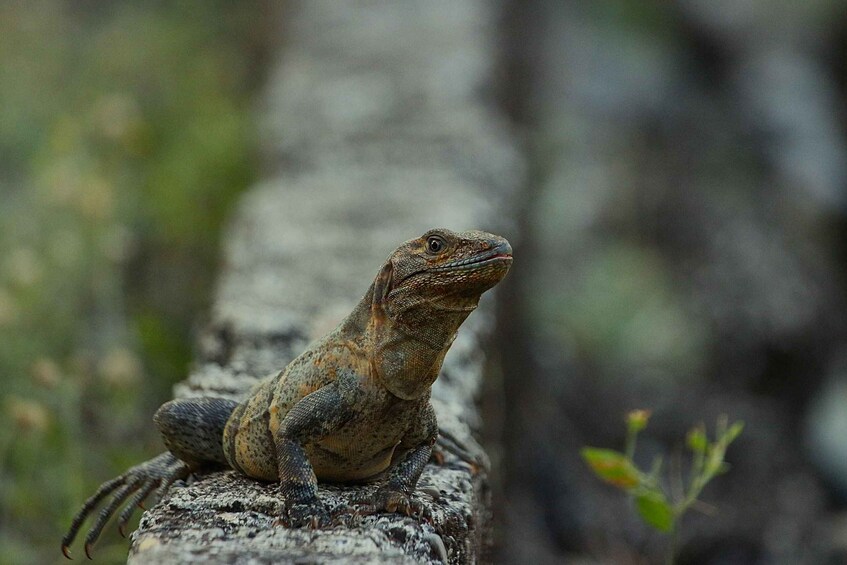 A lizard on a rock. 4