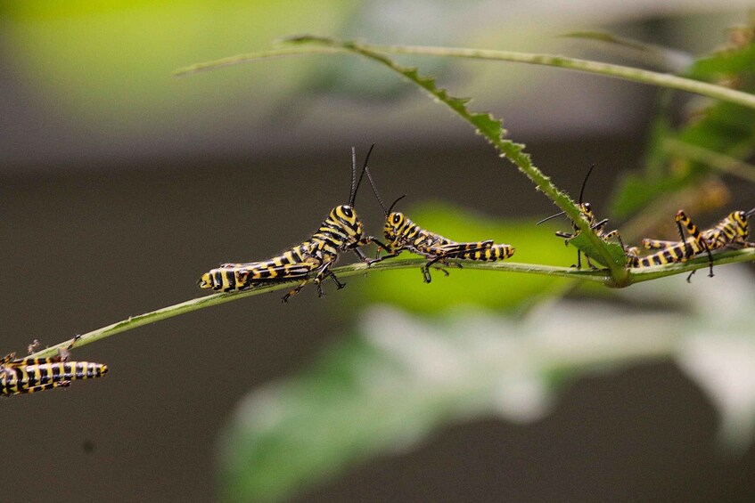A group of striped caterpillars on a plant stem. 2