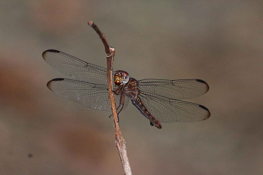 A dragonfly perched on a branch. 5