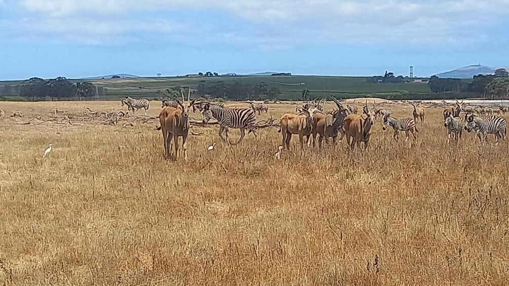 Eine Herde Zebras und Antilopen grast auf einer Wiese, im Hintergrund ein ferner Wasserturm. 3