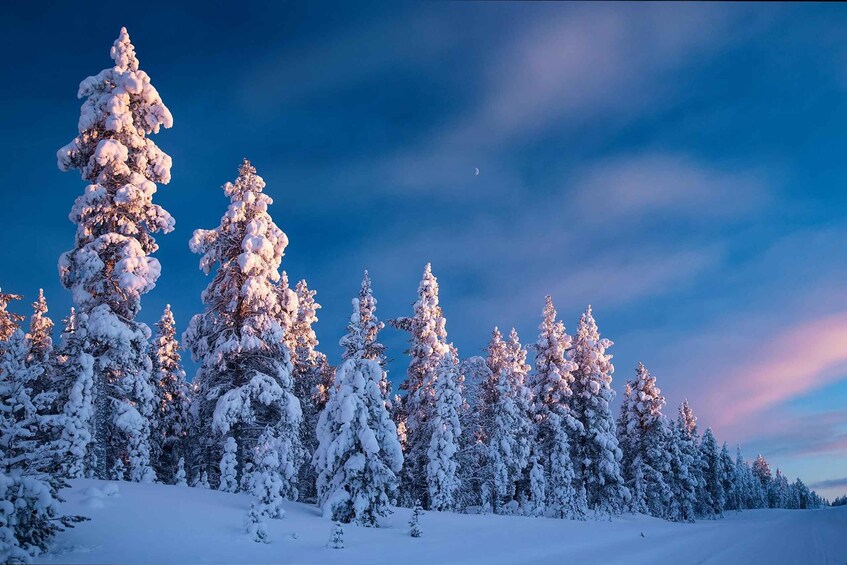 A snowy forest with tall trees covered in snow under a twilight sky. 5